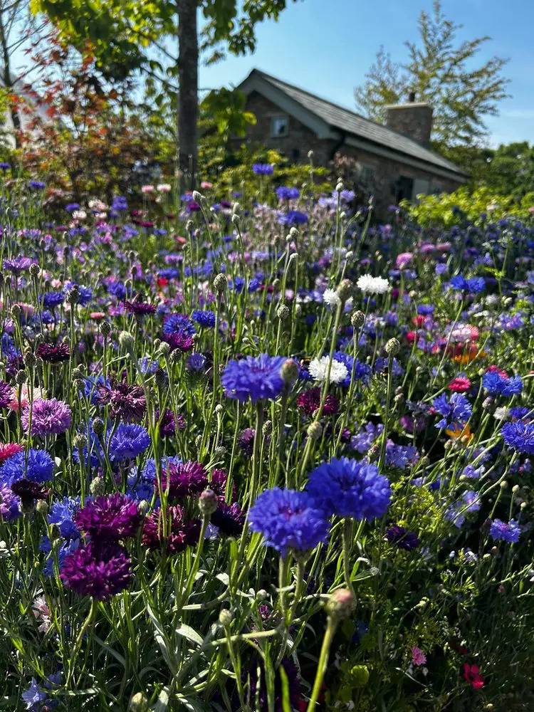 purple, pink and white flowers in a garden