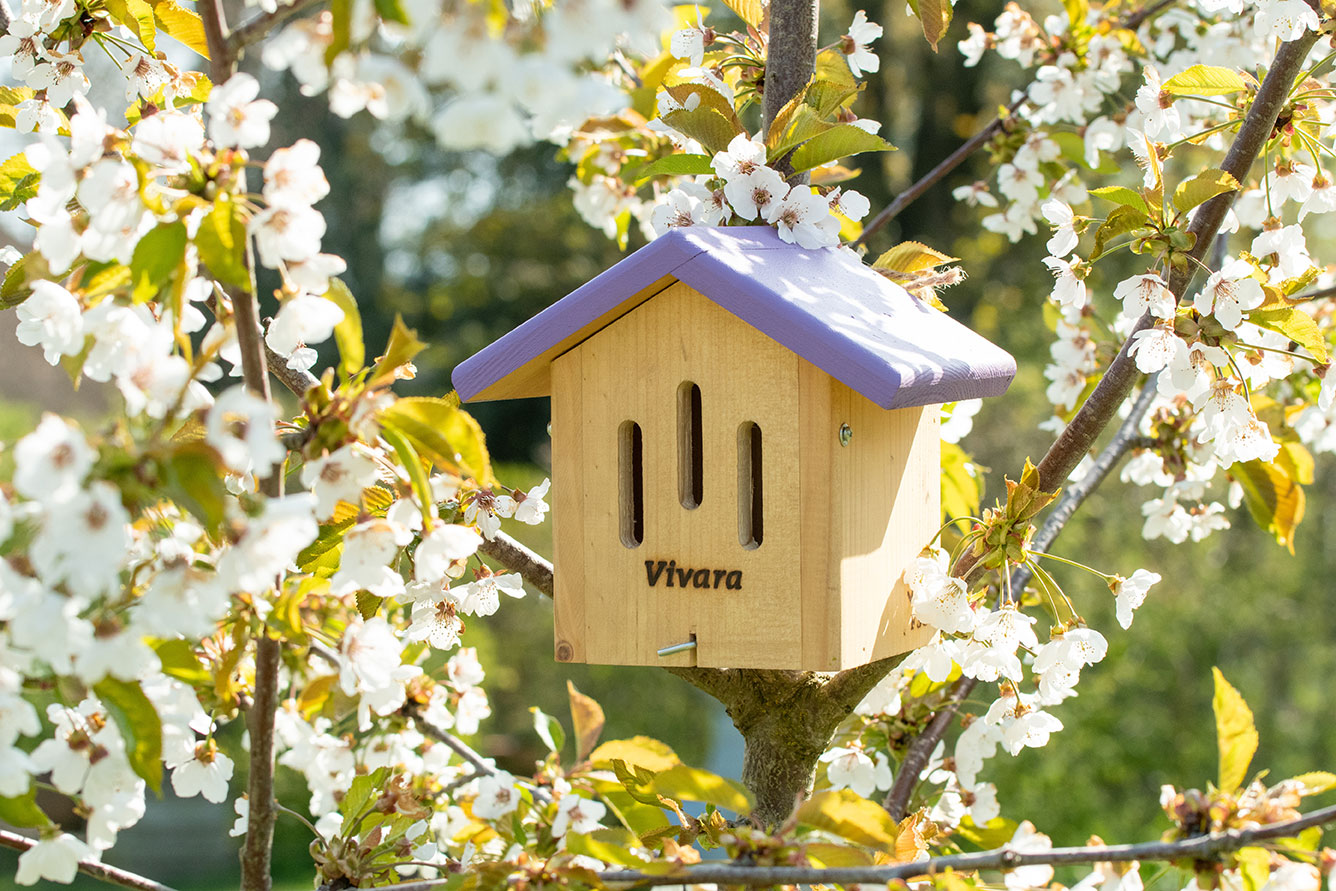 A wooden butterfly house with a purple roof, in a tree of white flowers