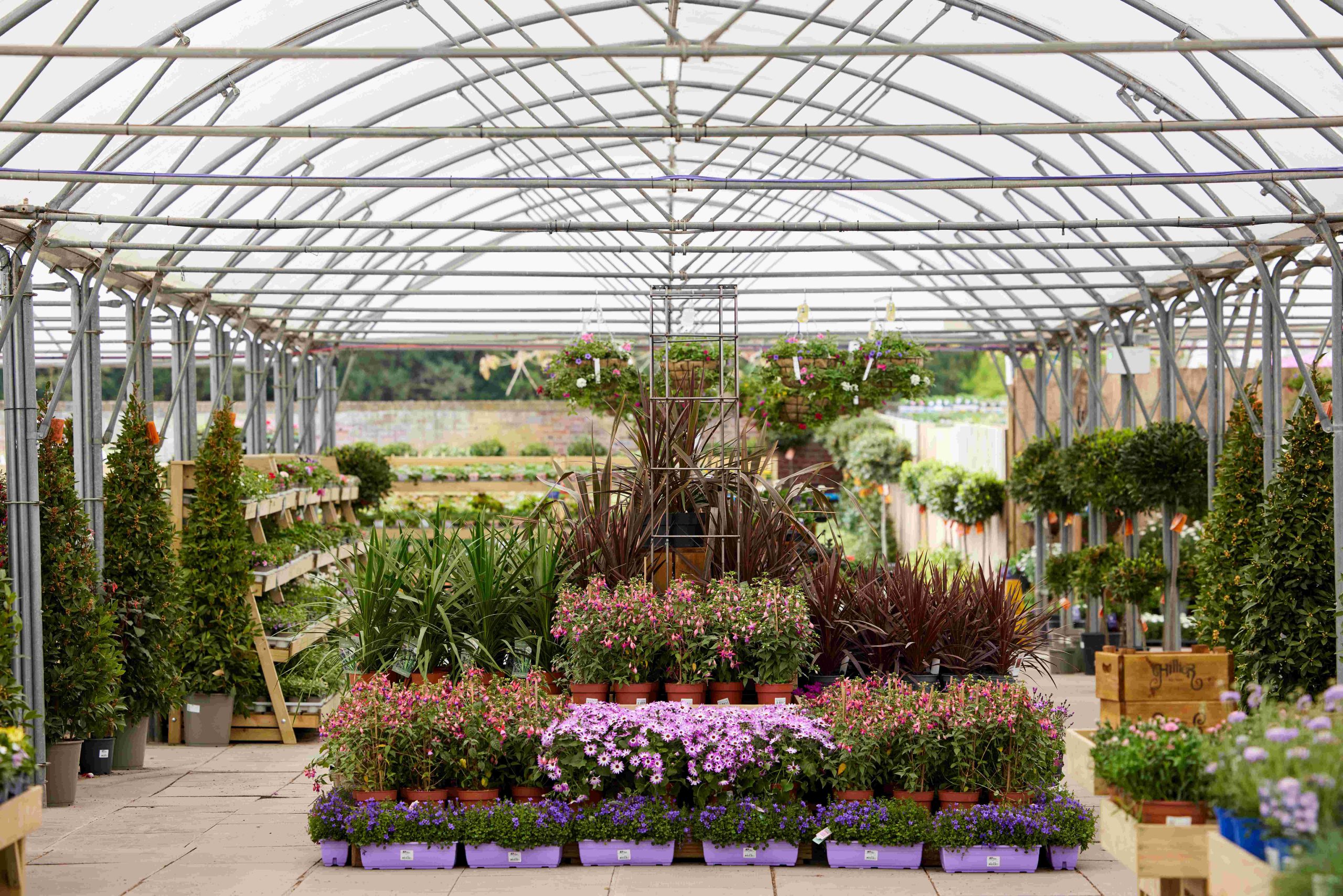 Interior of a garden centre, with large plants