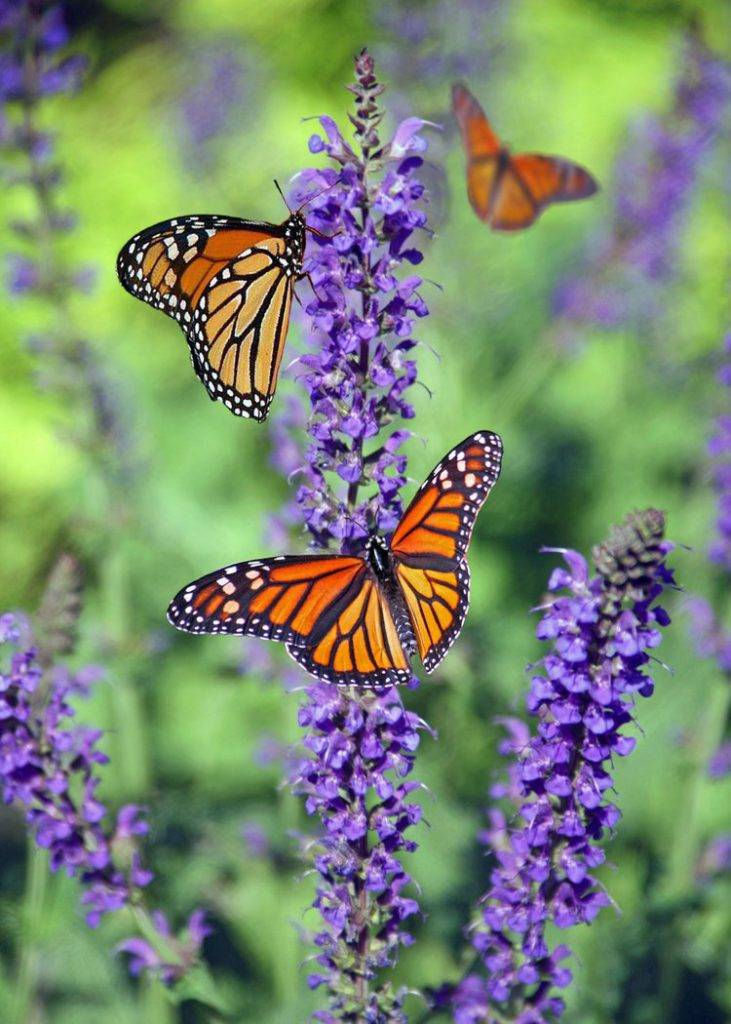 Butterflies landing on bright purple flowers