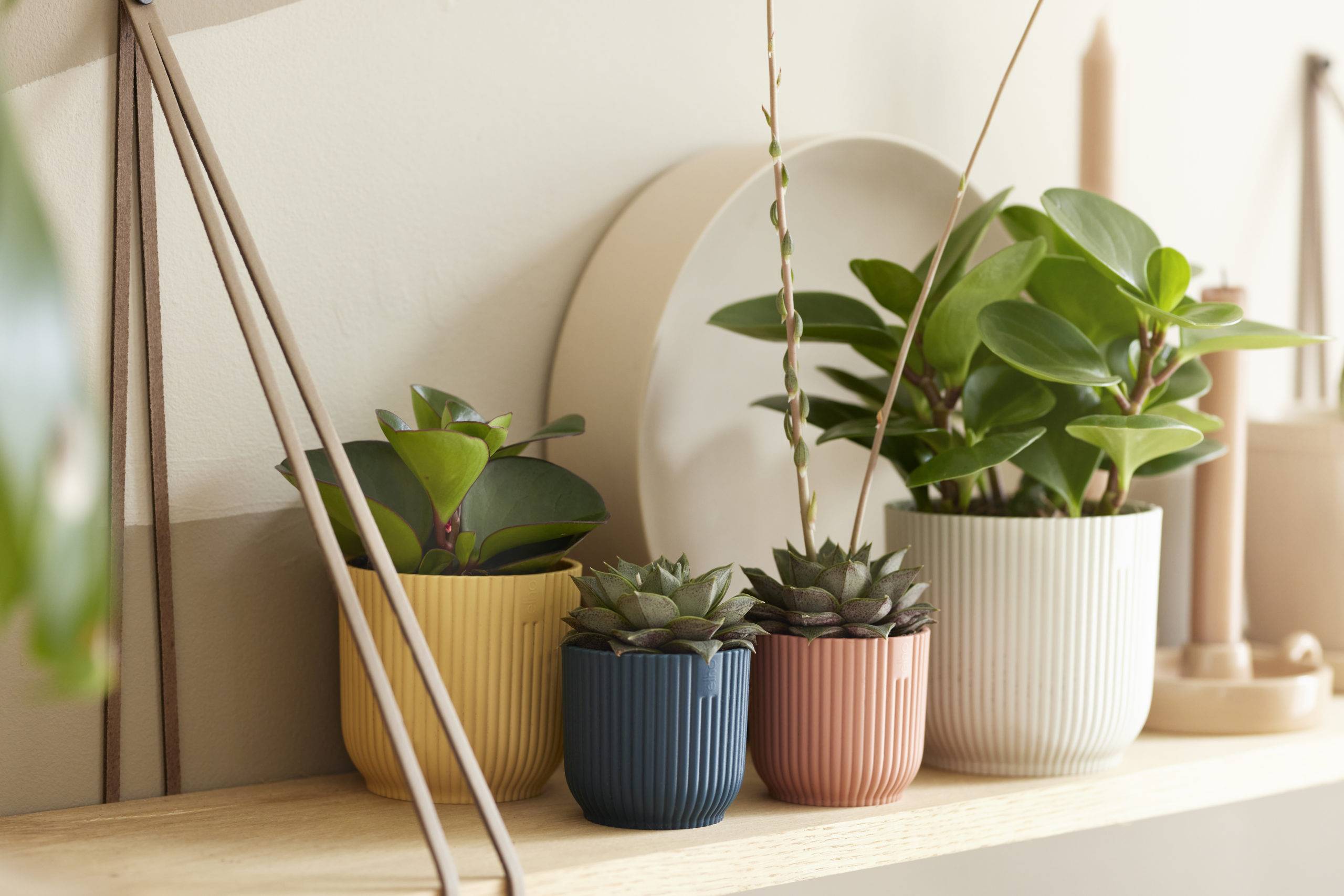 four colourful indoor plant pots with plants