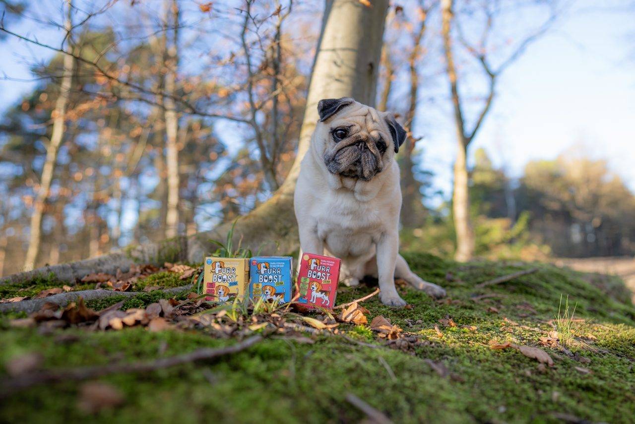 puggy smalls for an influencer marketing campaign with furr boost 1