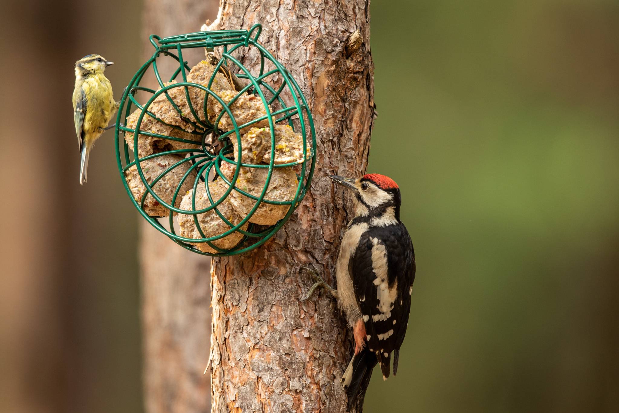 birds feeding ark wildlife