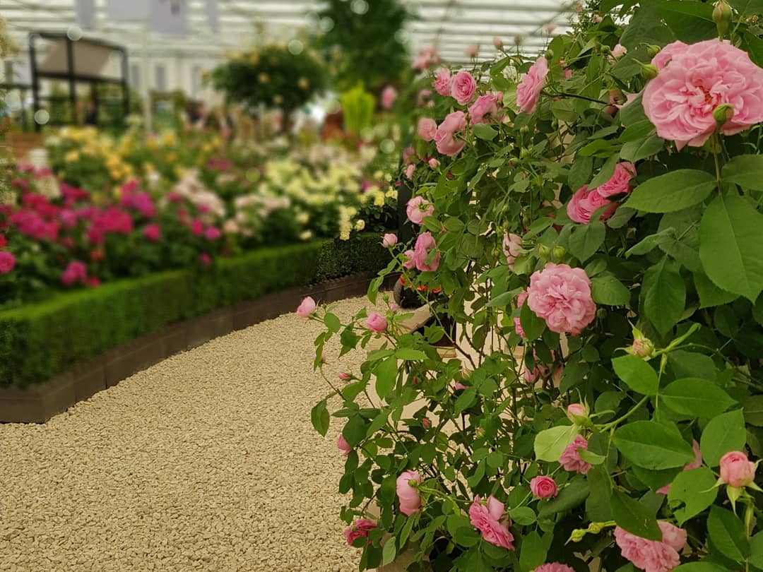 Our guide to surviving the RHS Chelsea Flower Show 2026