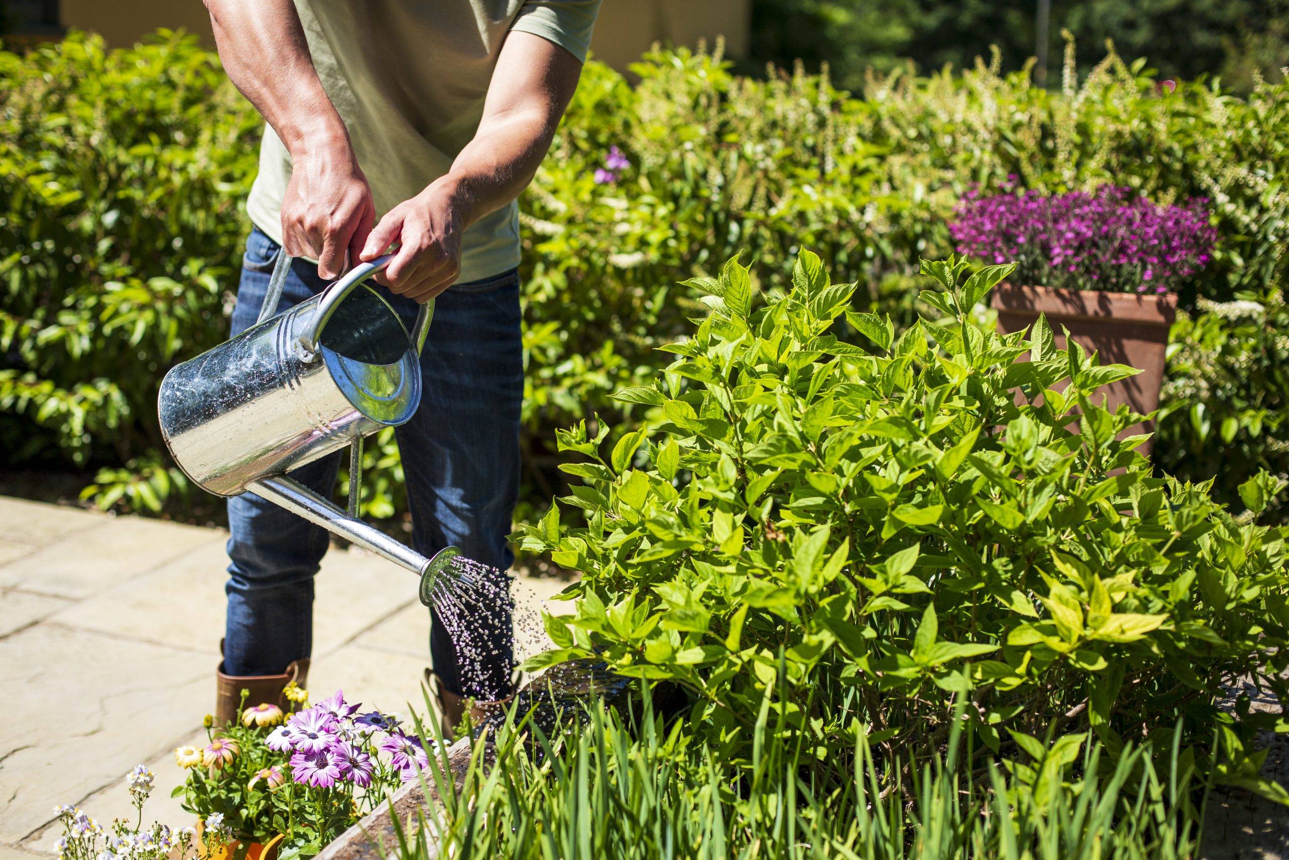 A man watering a garden with a watering can