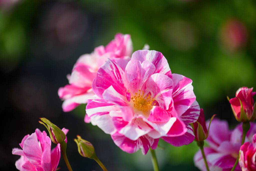 'The King's Rose' - Distinctive, striped fuchsia and white petals create a bold yet natural look reminiscent of old Gallica roses. Its semi-double blooms appear in profusion, attracting pollinators to its central, vibrant yellow stamens. The light-medium Musk fragrance whispers hints of fresh red apple and rosewater. A versatile and robust shrub with a vase-shaped growth habit and heart-shaped leaves.