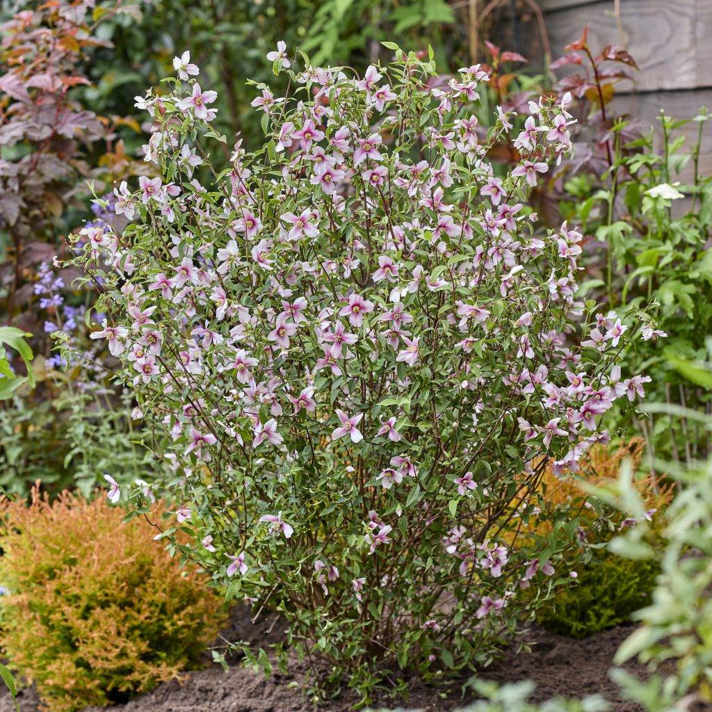 philadelphus petite perfume pink
