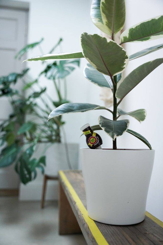 houseplants with baby bio drip feeder