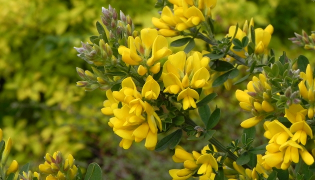 1702tz genista porlock card wide