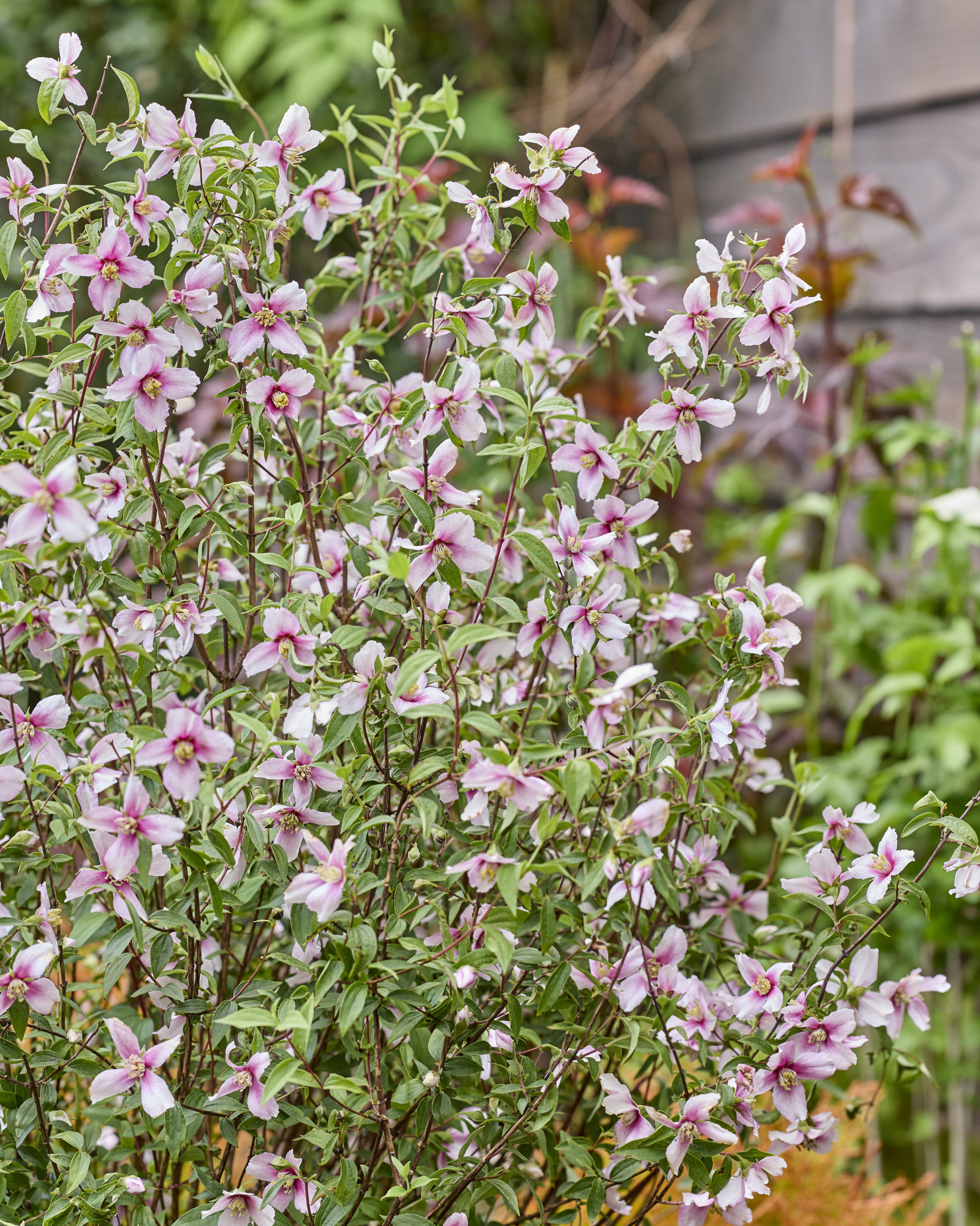philadelphus petite perfume pink