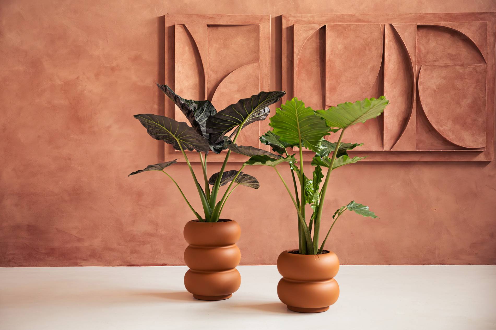 premium amber roll caramel.i3.jpg