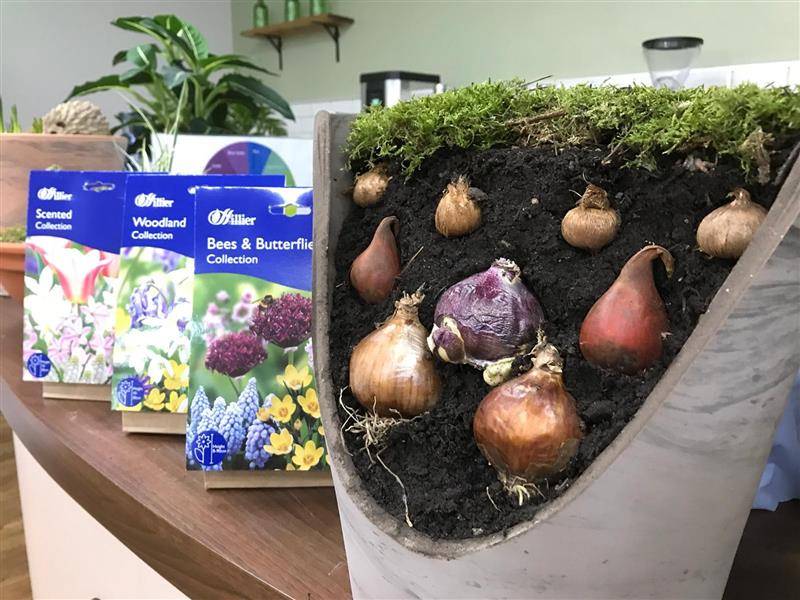 bulb planting depth illustrated